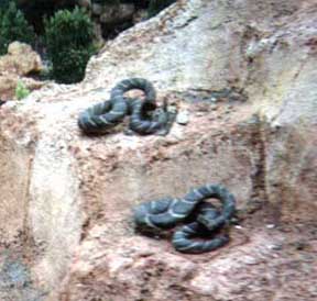 File:Thundermountainsnakes.jpg