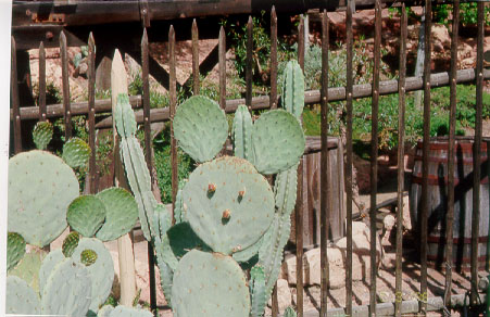 File:CactusDL.jpg
